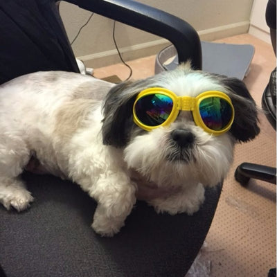 UV Protection Glasses For Pets - My Necessities Store