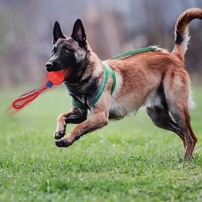 Chewing Ball Training Toy - My Necessities Store